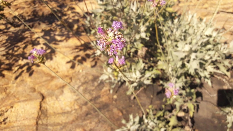 Chresta martii photo 3