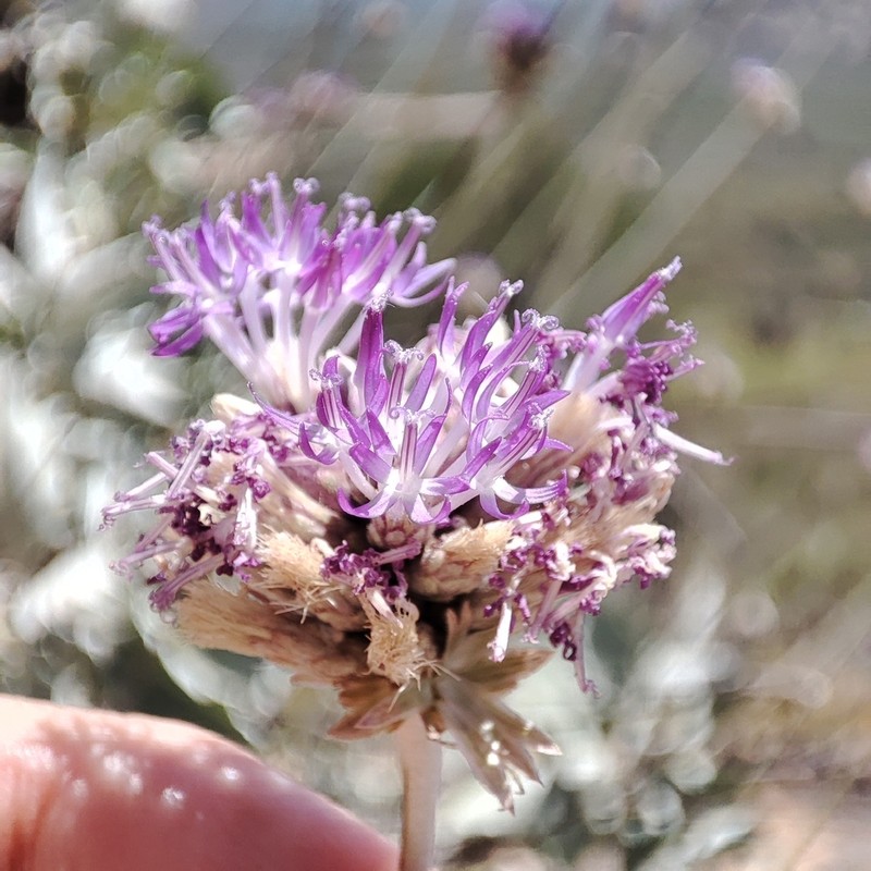 Chresta martii photo 6