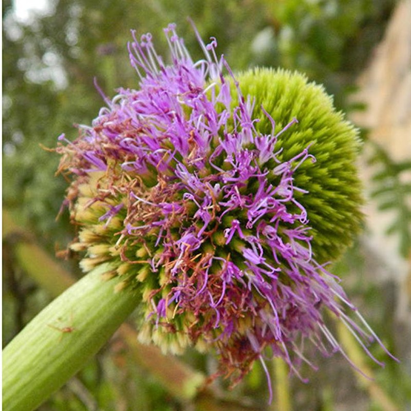 Chresta pacourinoides