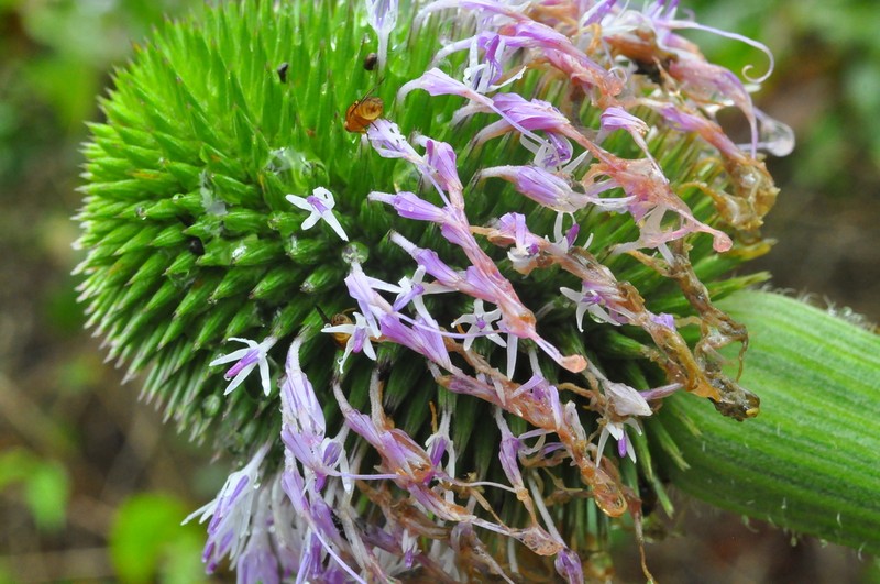 Chresta pacourinoides photo 4
