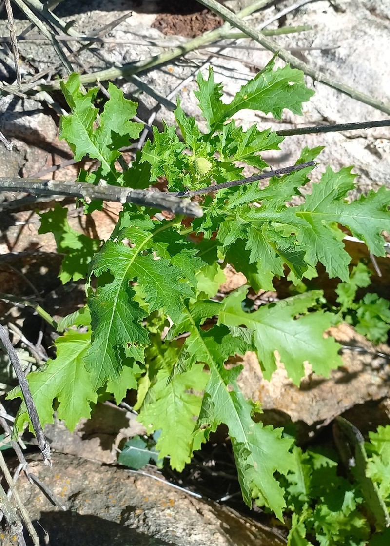 Chresta pacourinoides photo 5