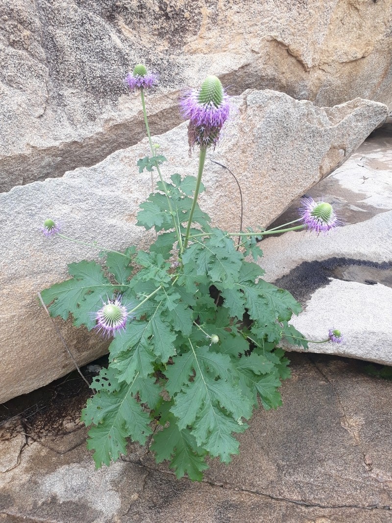 Chresta pacourinoides photo 6