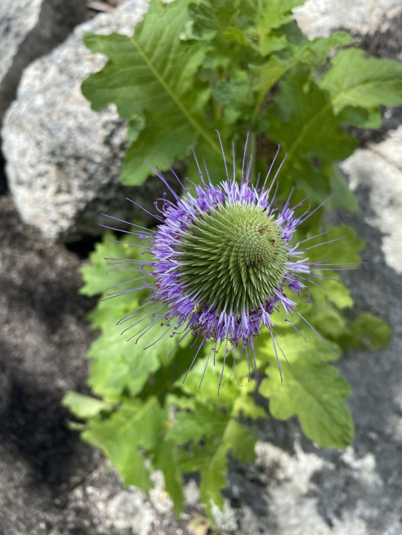 Chresta pacourinoides photo 7