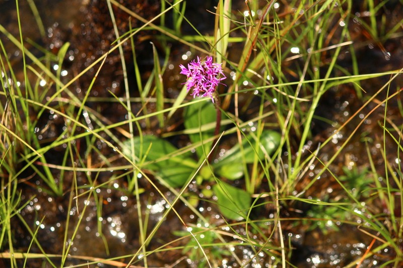 Chresta plantaginifolia