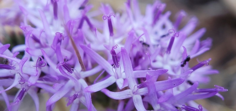Chresta plantaginifolia photo 2