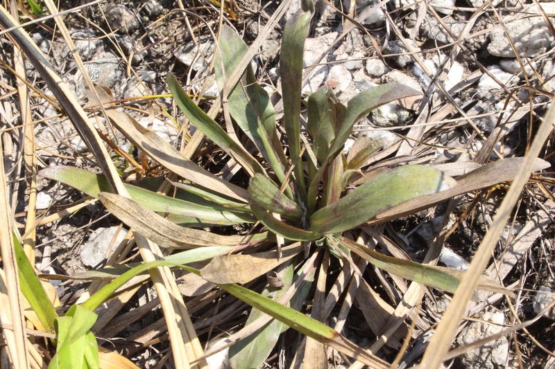 Chresta plantaginifolia photo 3