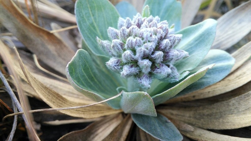 Chresta plantaginifolia photo 4