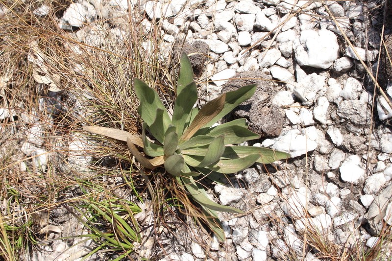Chresta plantaginifolia photo 5