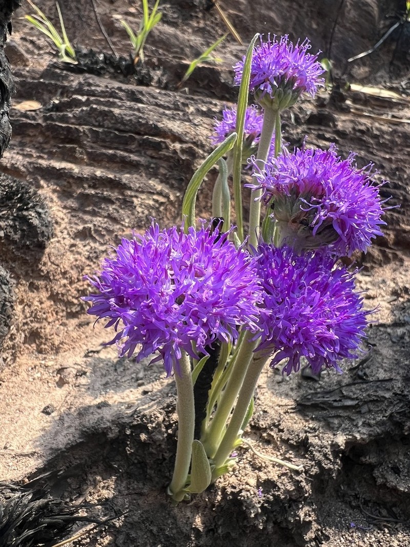 Chresta plantaginifolia photo 6