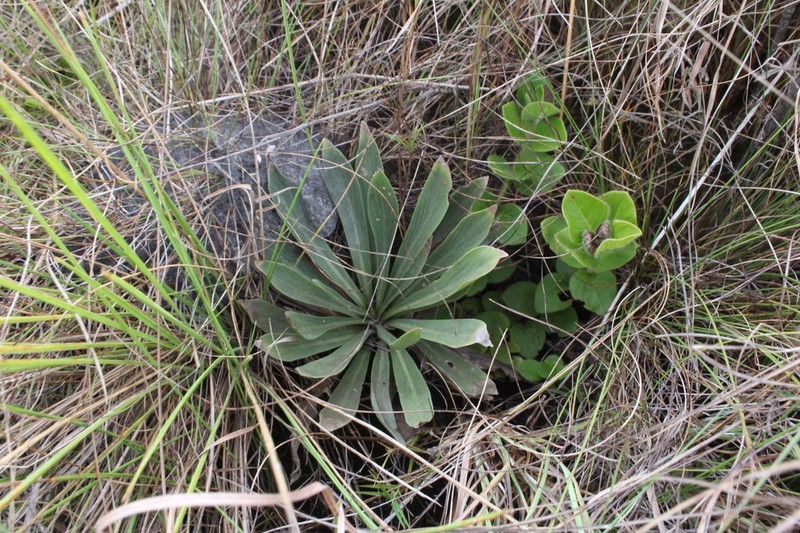 Chresta plantaginifolia photo 7