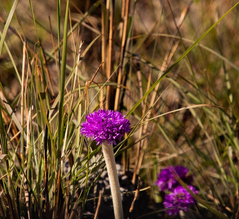 Chresta plantaginifolia photo 8