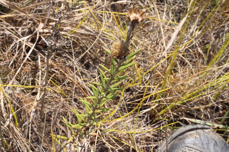Chresta pycnocephala