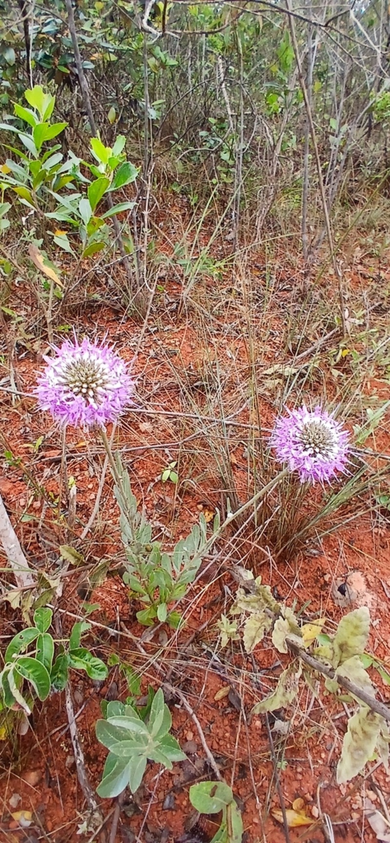 Chresta pycnocephala photo 2