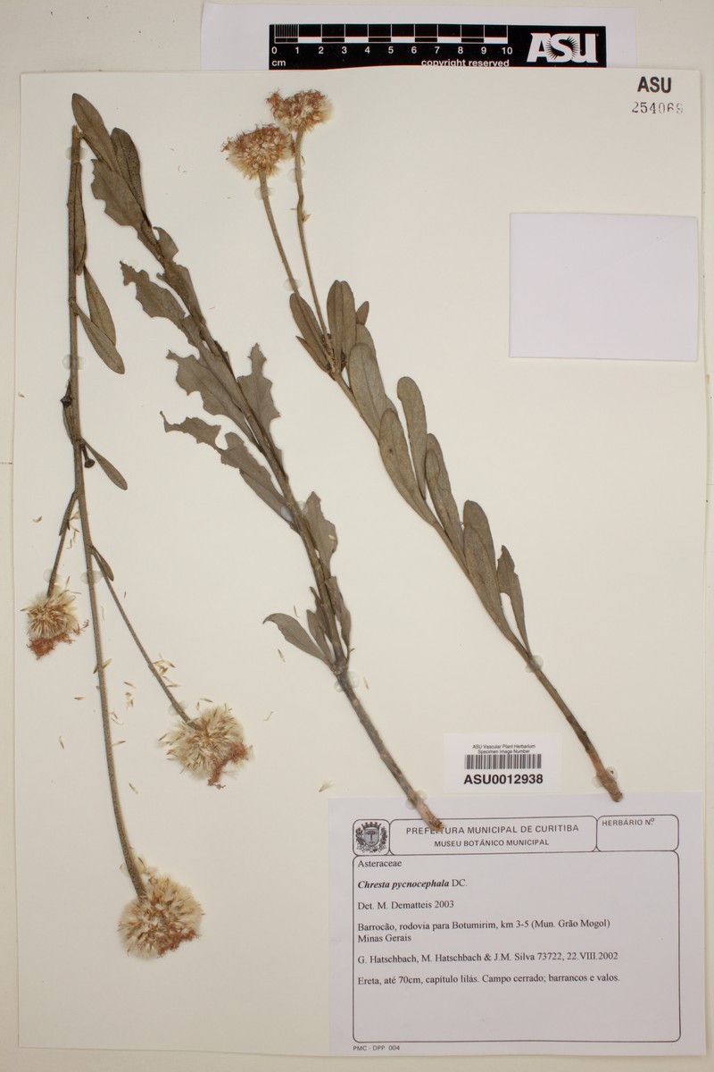 Chresta pycnocephala photo 3