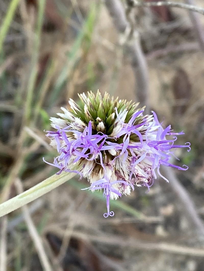 Chresta scapigera