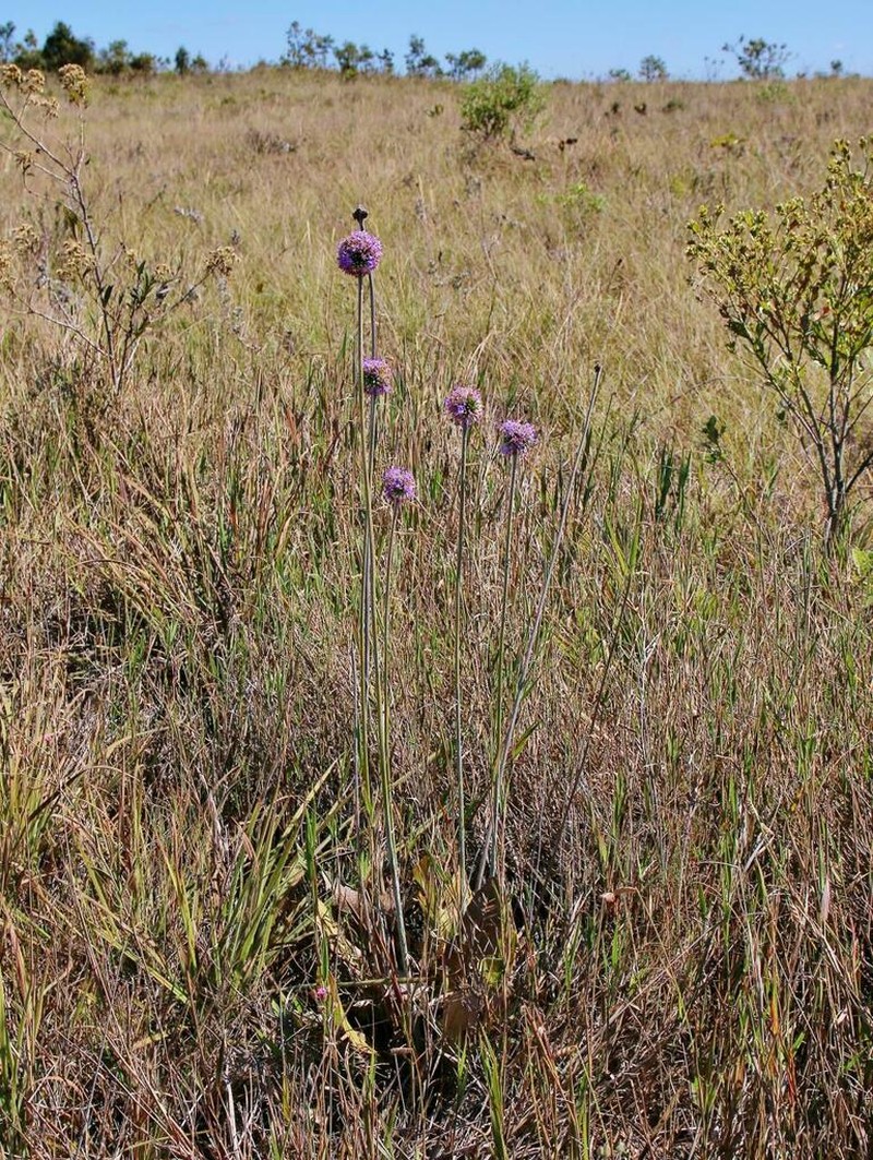 Chresta scapigera photo 2