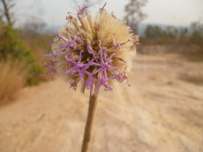 Chresta scapigera photo 3