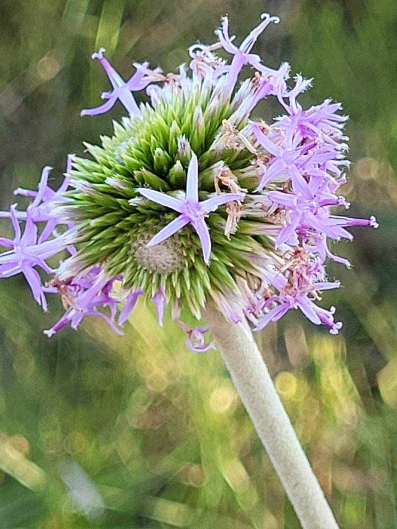 Chresta scapigera photo 4
