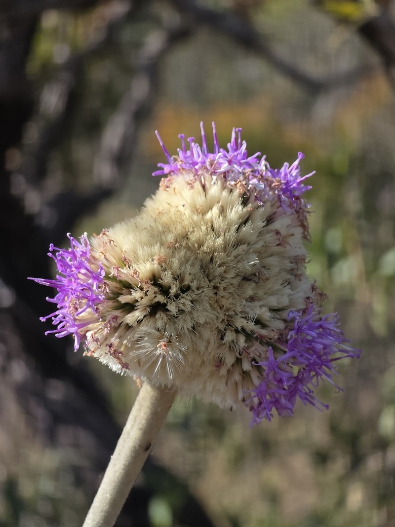 Chresta scapigera photo 5