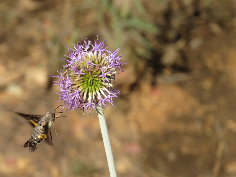 Chresta scapigera photo 7