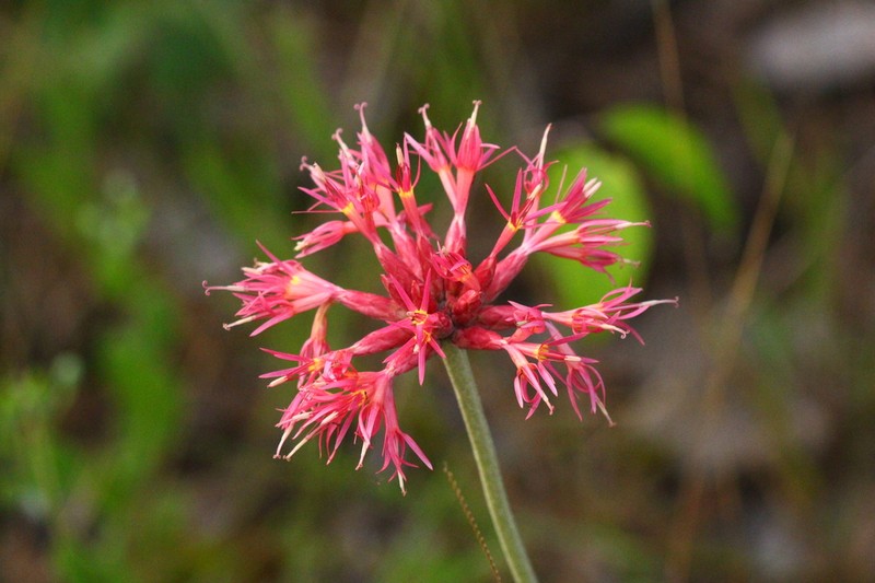 Chresta speciosa