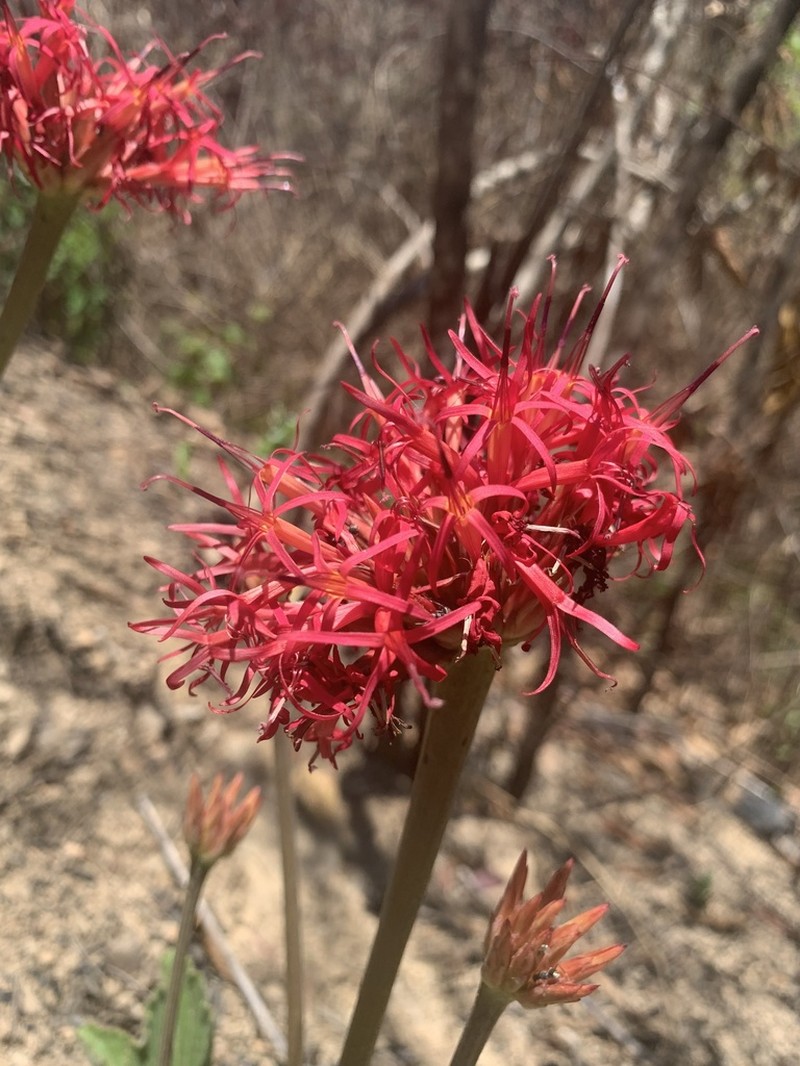 Chresta speciosa photo 2