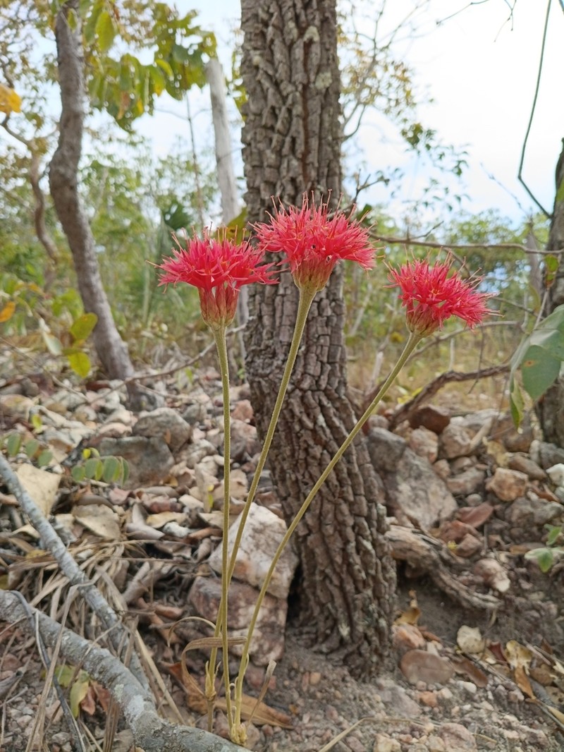 Chresta speciosa photo 3