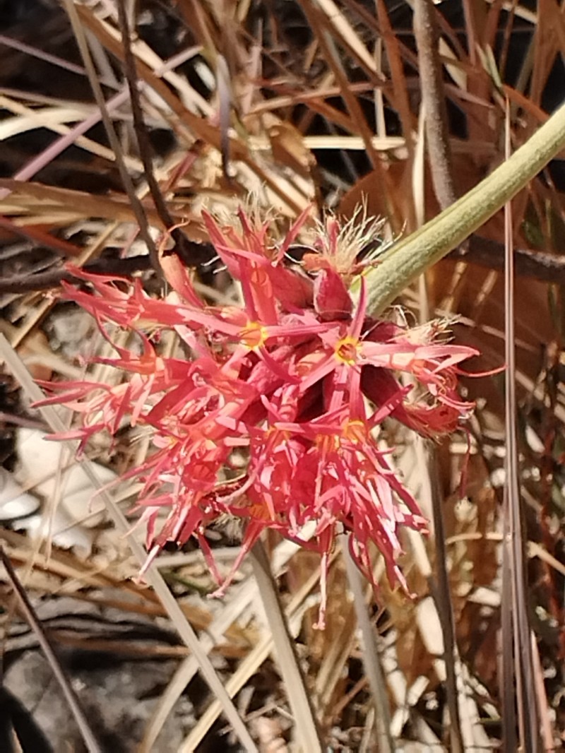 Chresta speciosa photo 4