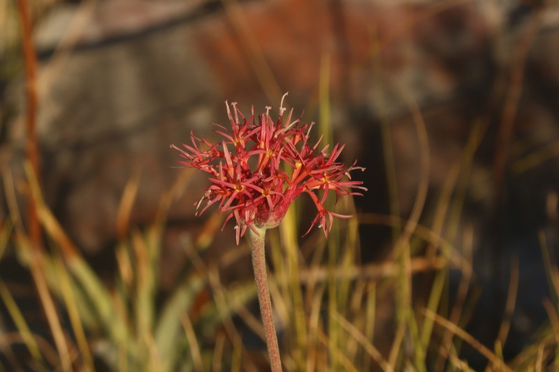 Chresta speciosa photo 5