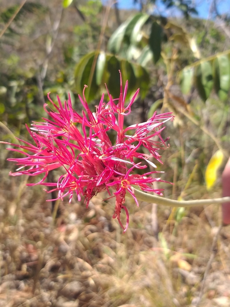 Chresta speciosa photo 6