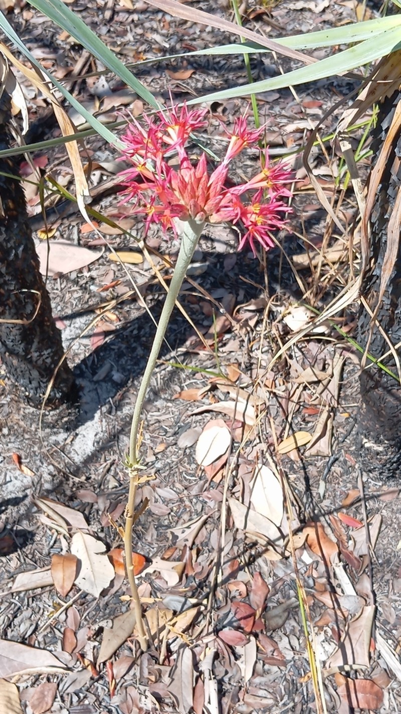 Chresta speciosa photo 7