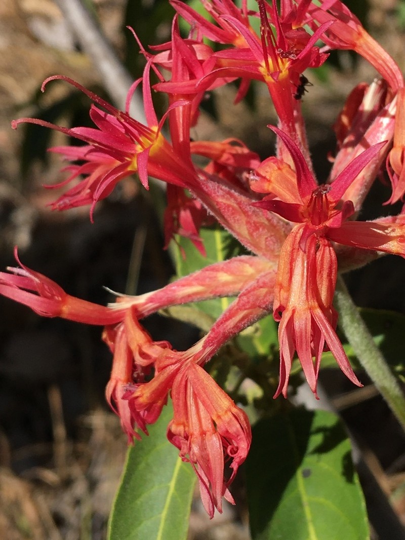 Chresta speciosa photo 8