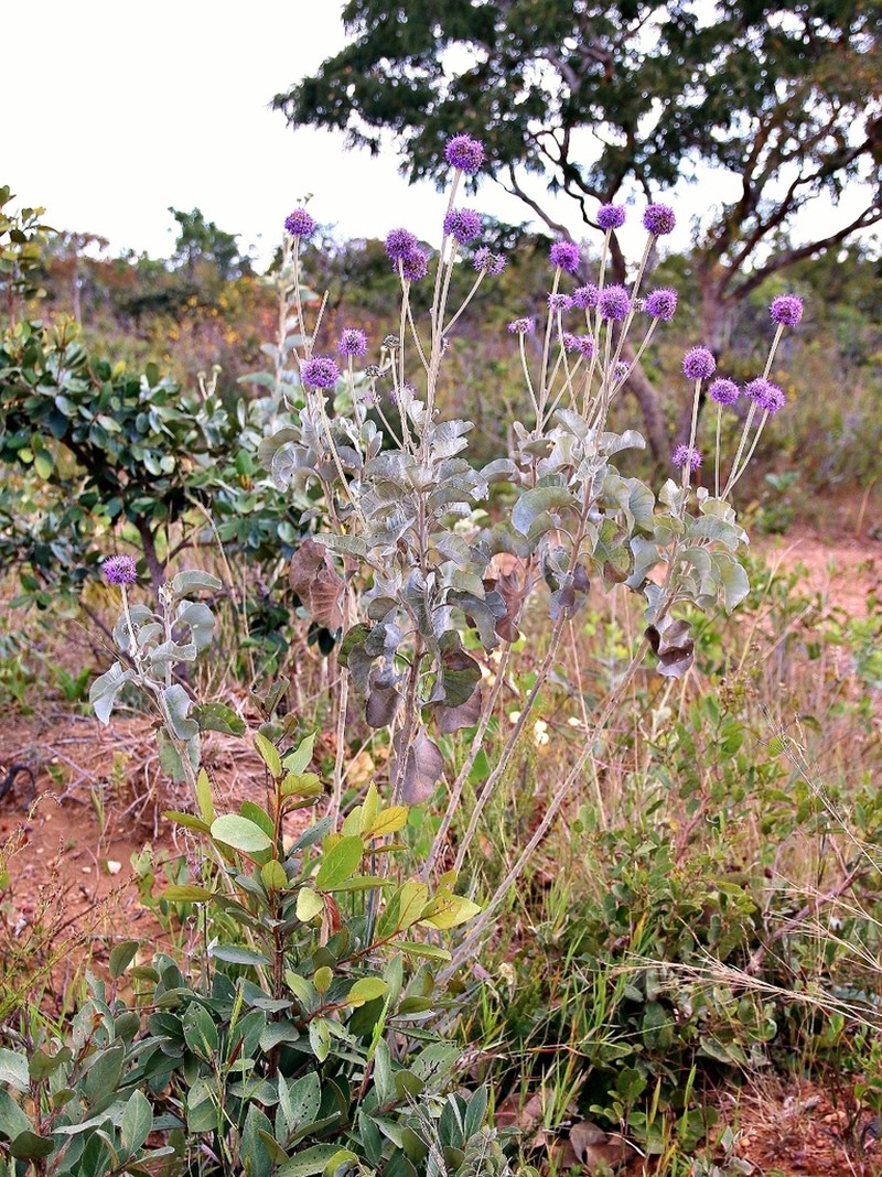 Chresta sphaerocephala