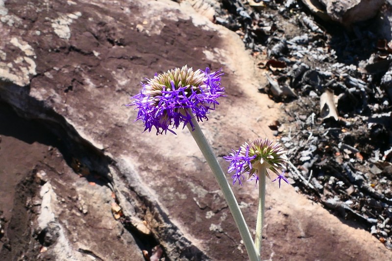 Chresta sphaerocephala photo 2