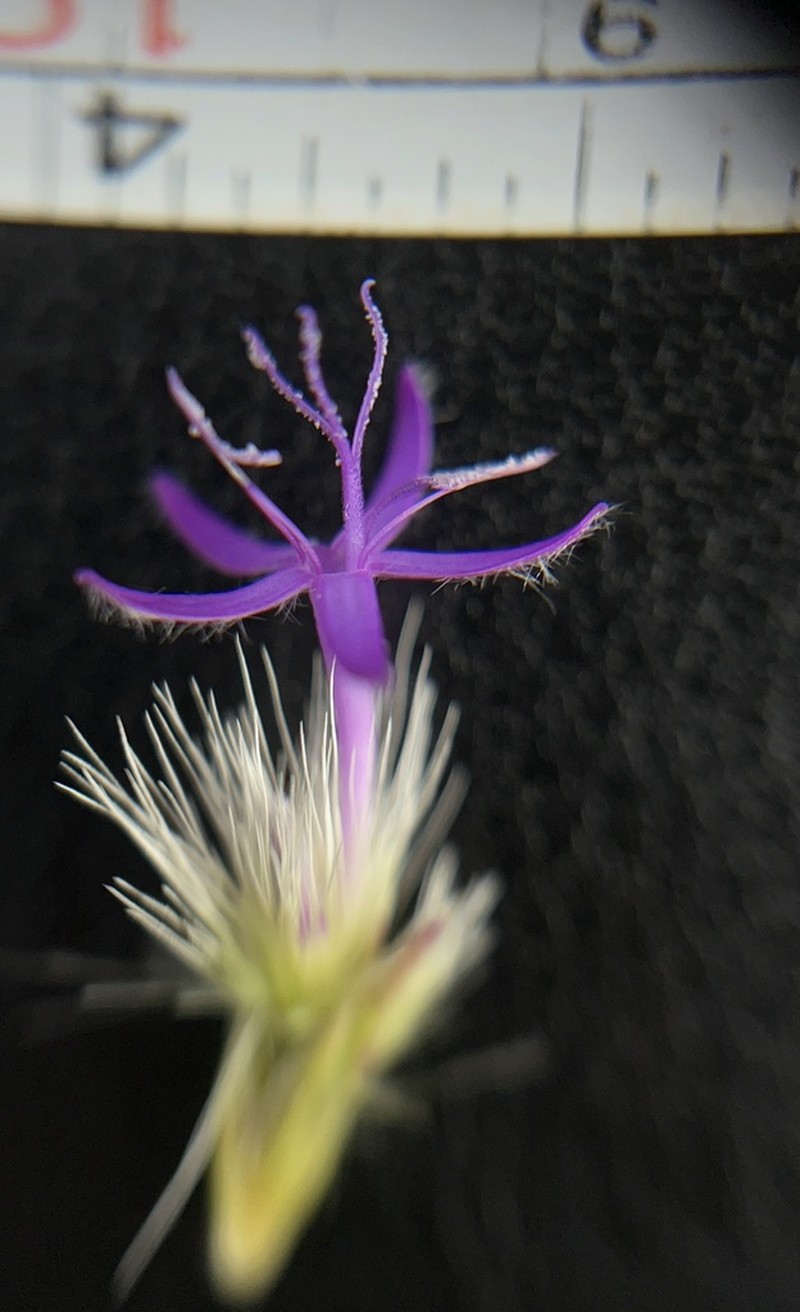 Chresta sphaerocephala photo 4