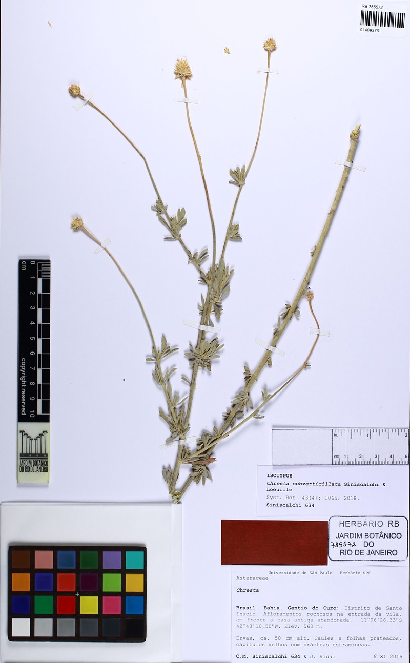 Chresta subverticillata