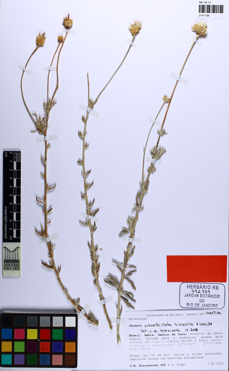 Chresta subverticillata photo 2