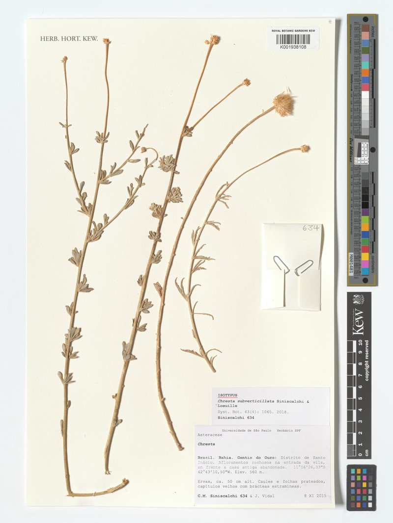 Chresta subverticillata photo 3