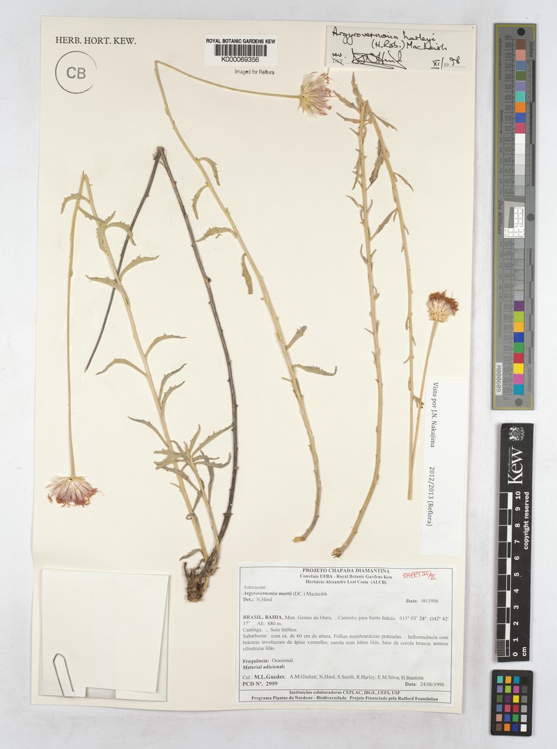 Chresta subverticillata photo 4