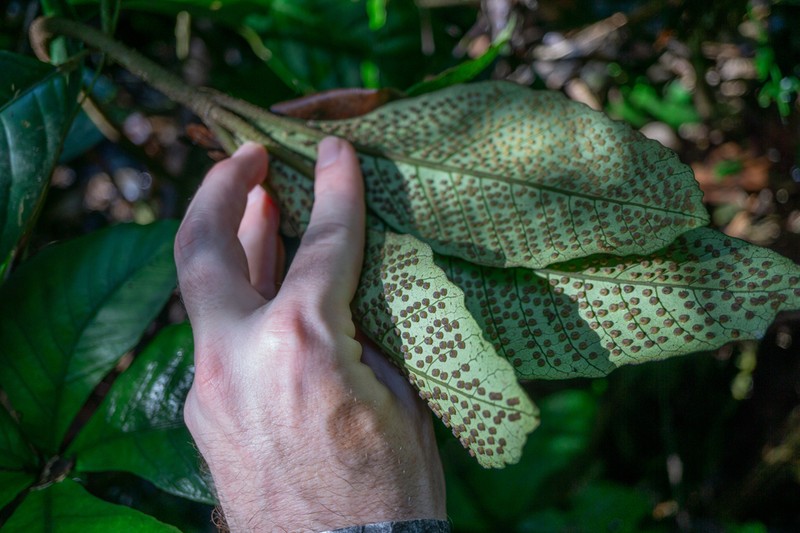 Christensenia aesculifolia
