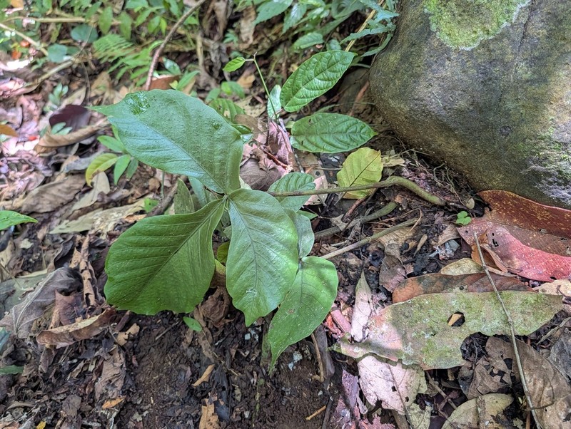 Christensenia aesculifolia photo 2