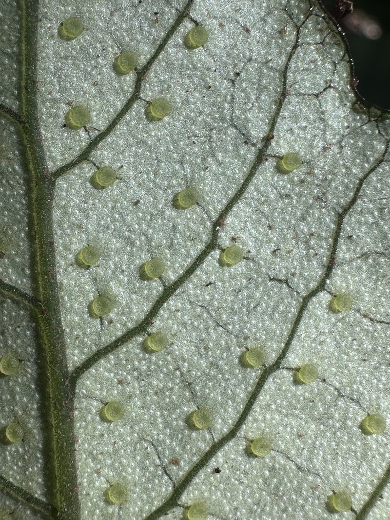 Christensenia aesculifolia photo 3