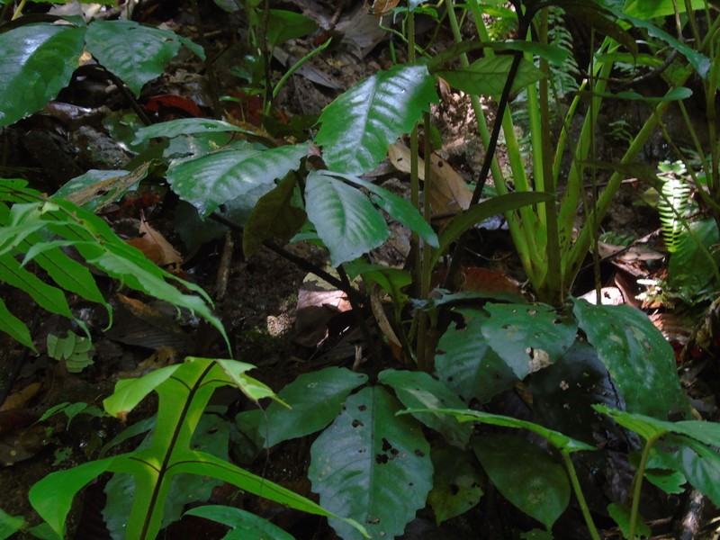 Christensenia aesculifolia photo 4