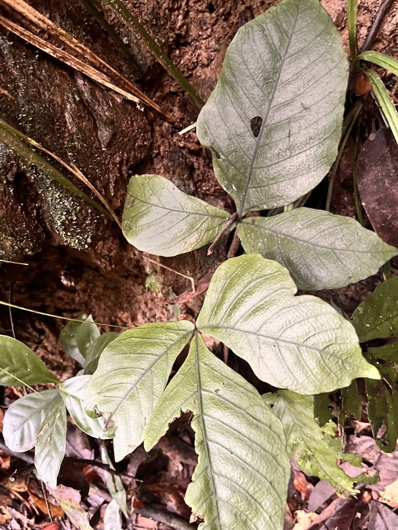 Christensenia aesculifolia photo 5