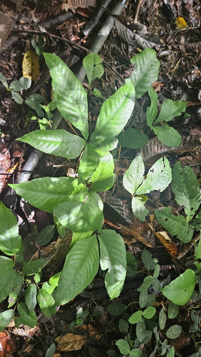 Christensenia aesculifolia photo 6