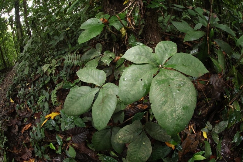 Christensenia aesculifolia photo 7