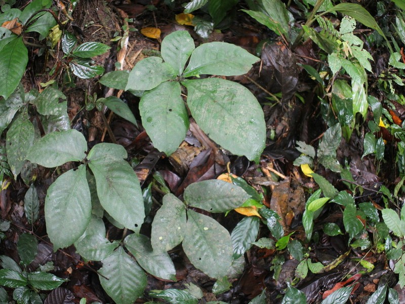 Christensenia aesculifolia photo 8