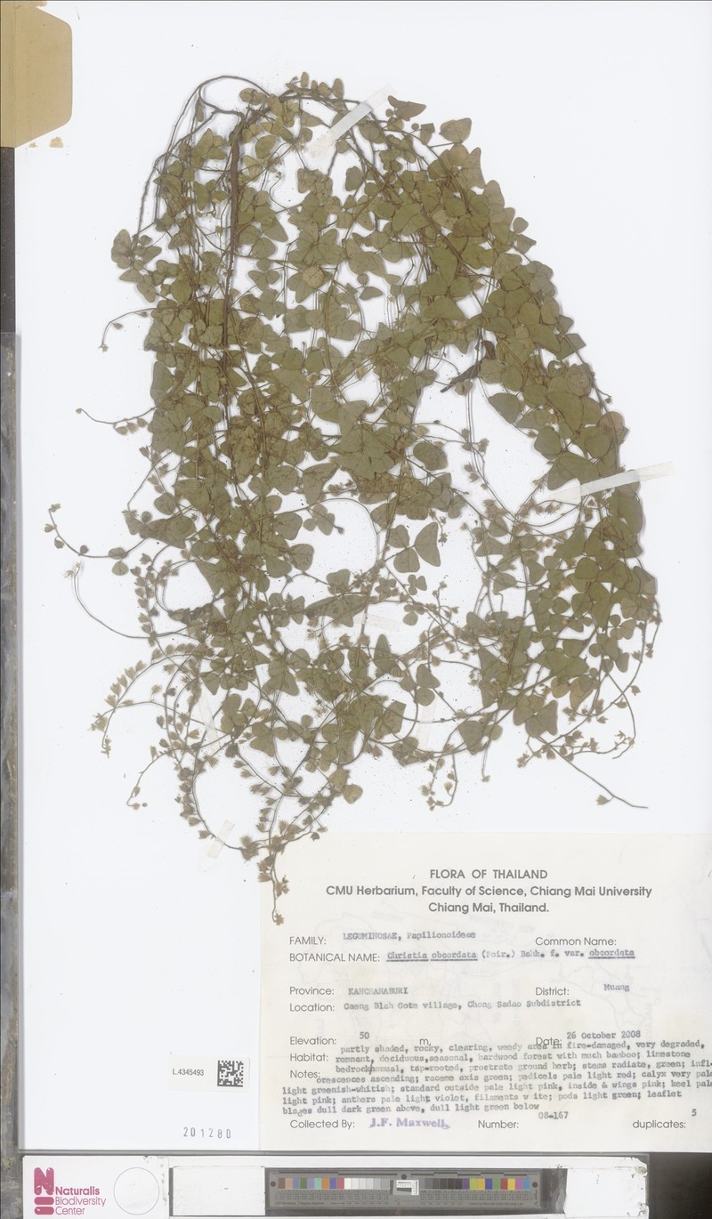 Christia obcordata var. obcordata