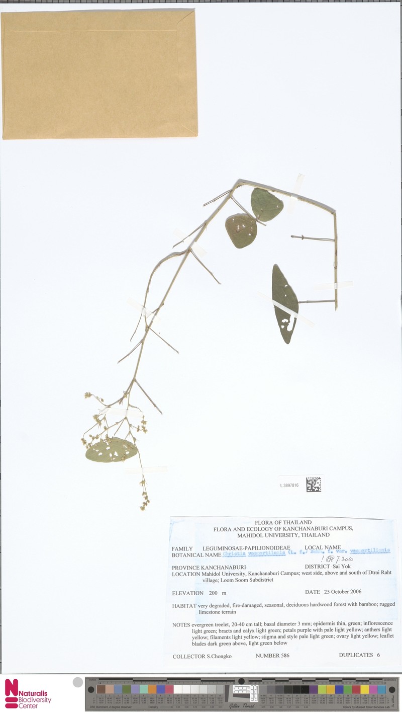Christia vespertilionis var. vespertilionis