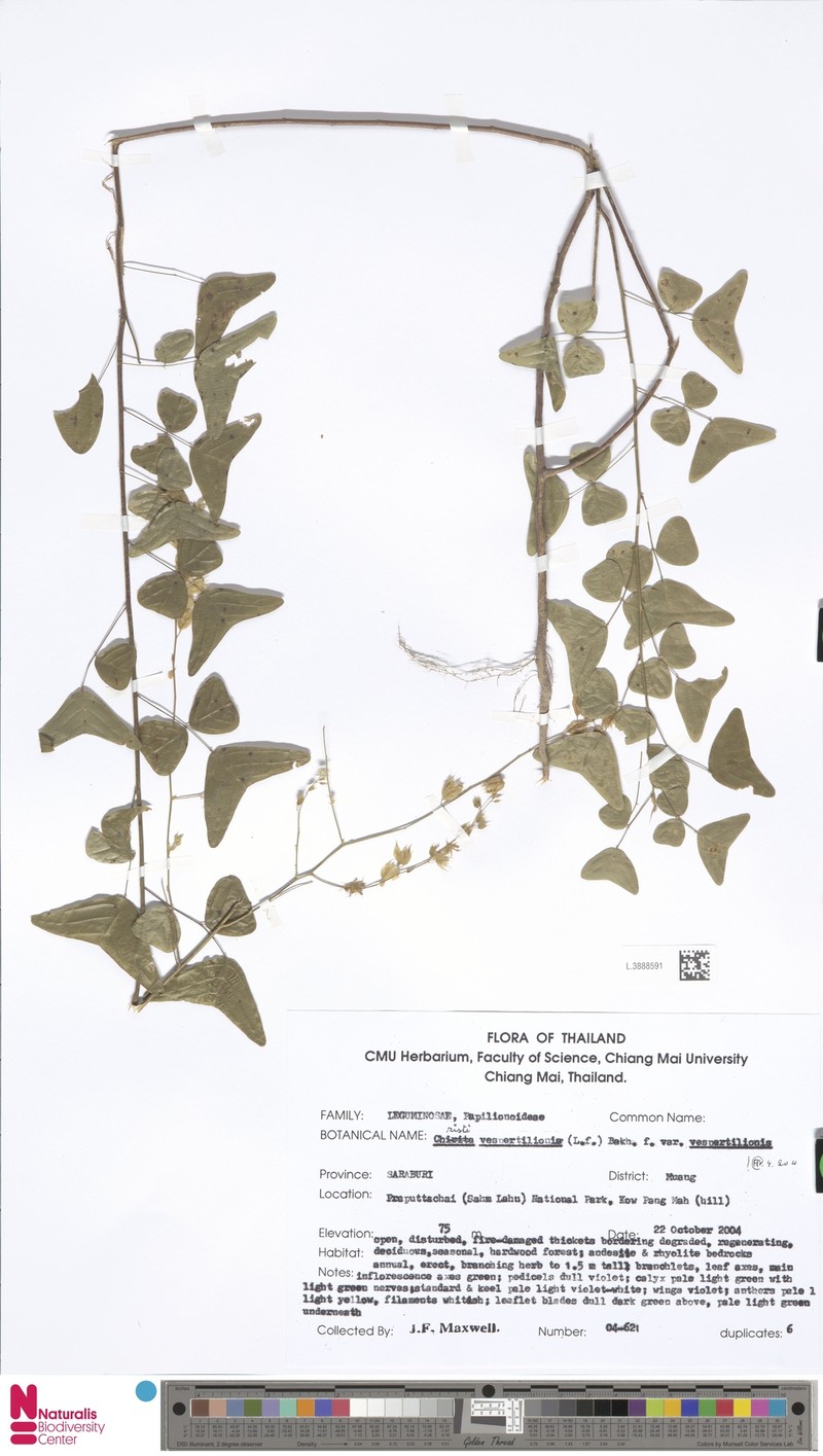 Christia vespertilionis var. vespertilionis photo 2
